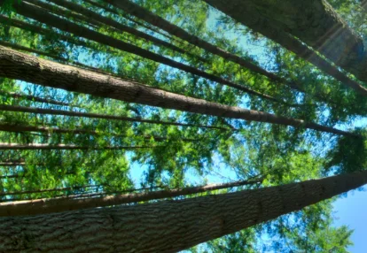 Towards Orderly Green Transition: Investment Requirements and Managing Risks to Capital Flows