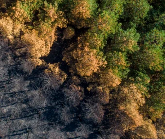 A supervisory framework for assessing nature-related financial risks: Identifying and navigating biodiversity risks