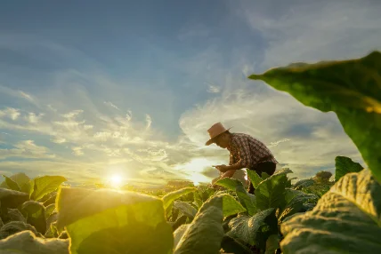Agricultural Policy Monitoring and Evaluation 2023