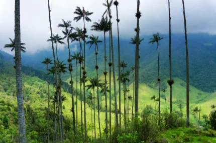 Enabling Conditions for Bioenergy Finance and Investment in Colombia