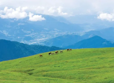 Enhancing Climate Change Mitigation through Agriculture