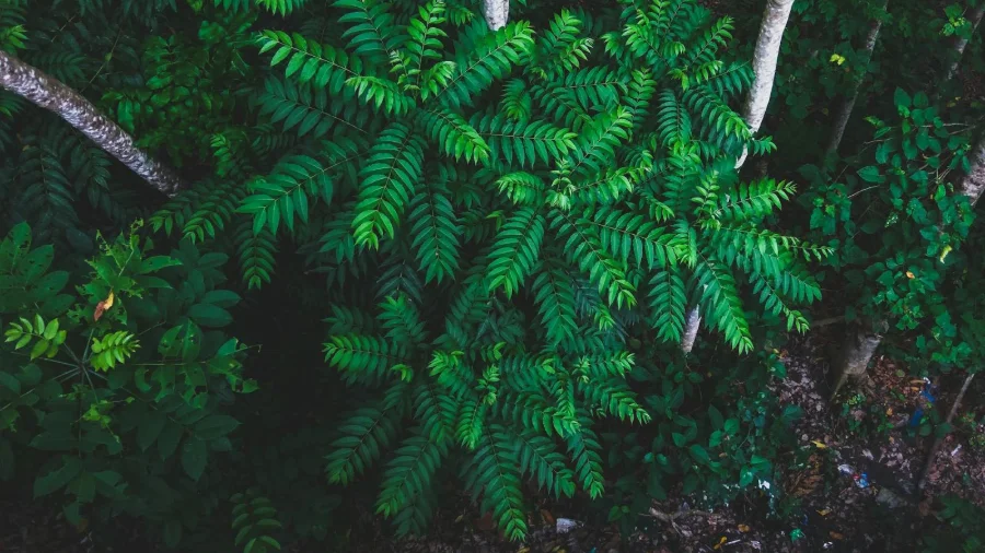 Bioeconomy for sustainable development: The G20 High-level Principles on Bioeconomy in practice and in the Amazon region