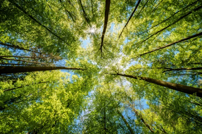 Séance 1: Améliorer les pratiques de gestion forestière pour renforcer la séquestration du carbone et la protection du capital naturel