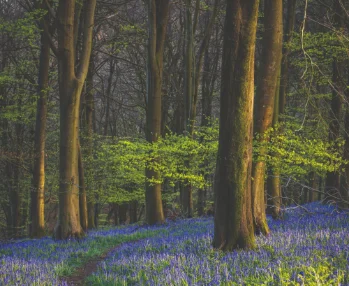 Tracking Economic Instruments and Finance for Biodiversity