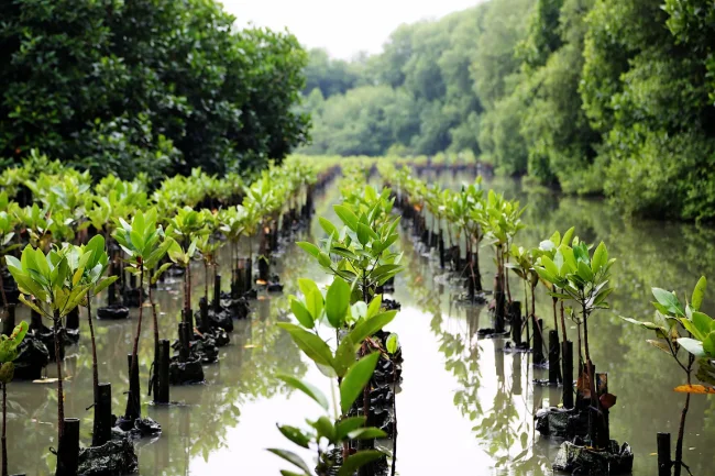 Session 4 | Building resilience through nature-based solutions