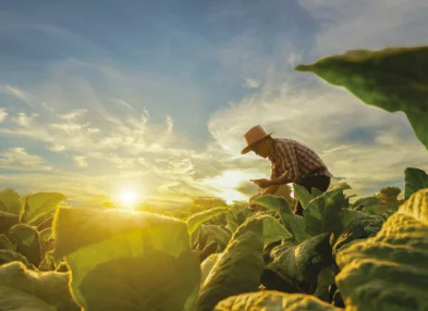Suivi et évaluation de la politique agricole 2023 : Adaptation de l'agriculture au changement climatique