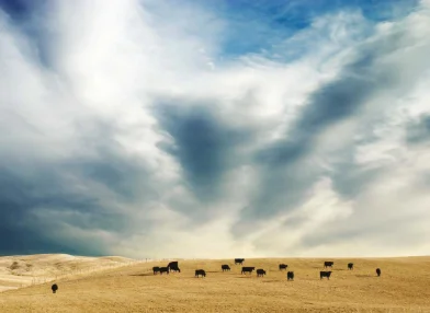 Agricultural Policy Monitoring and Evaluation 2022